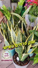 פרחי יצחקי