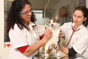 מרפאה וטרינרית נווה מונוסון  מנוהל