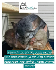 במבי מרכז וטרינרי