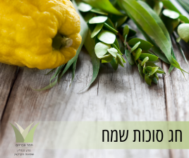 אברהם תמר