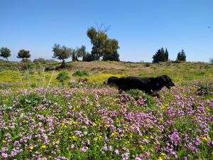 חשיפה לצפון