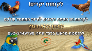 אדם וחיה