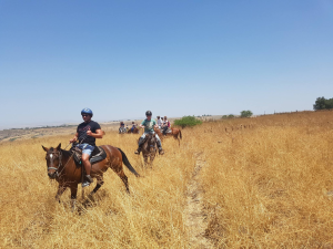 אליעד שרגא ושות' עורכי דין