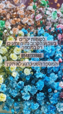 שוזרות באהבה