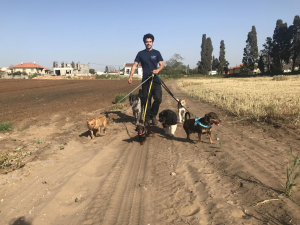 לה קאסה פנסיון ואילוף כלבים