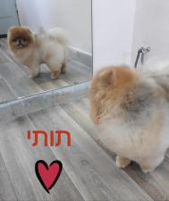 פאפי האוור מספרת כלבים וחתולים