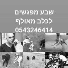 David Abutbul dog training