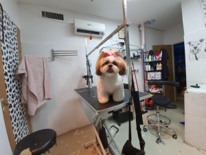 Barber Dog