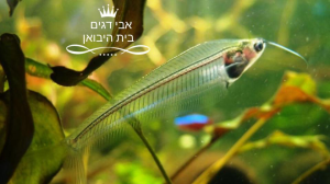 אבי דגים